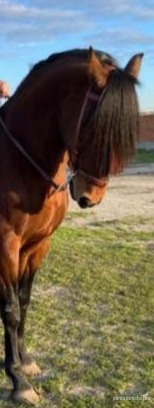 Lusitano
