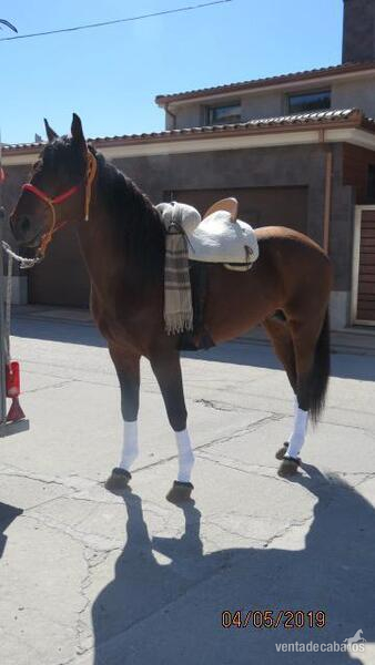 Lusitano {TYPE}
