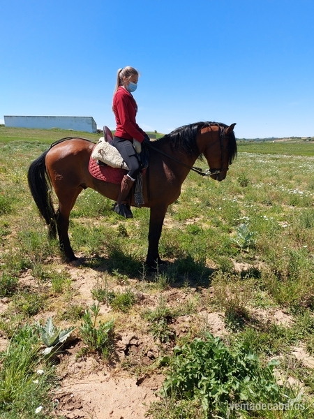 Caballos Pura Raza Española (P.R.E.) Lusitano - Se vende lusitano