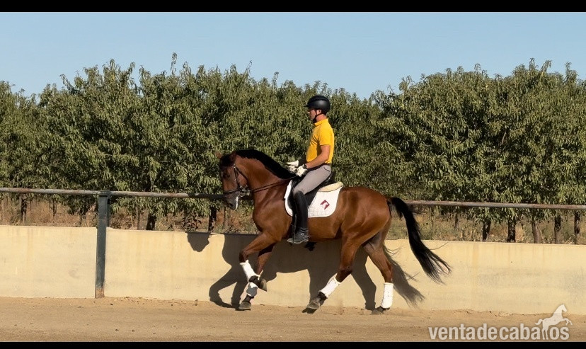Caballo Pura sangre lusitano in 
