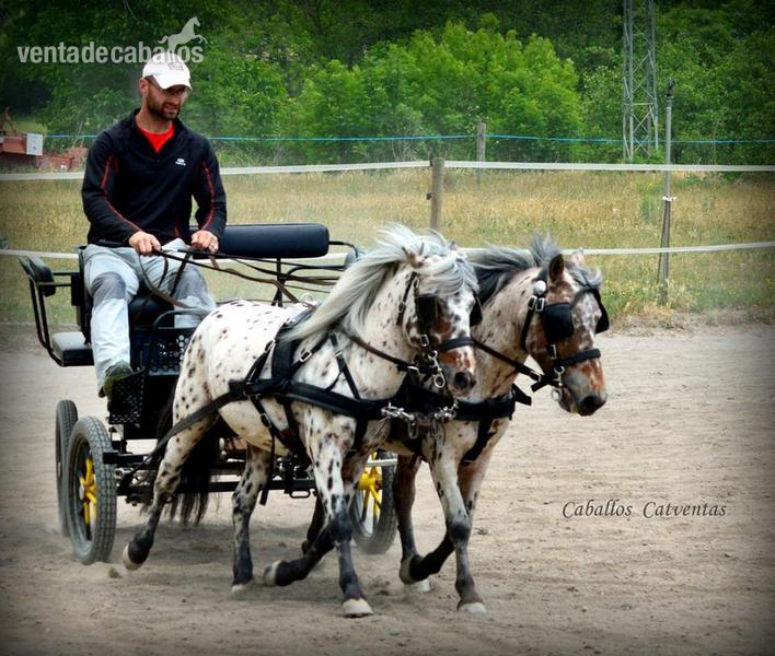 Vendo tronco de ponys appaloosa  in 