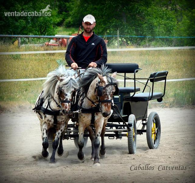 Appaloosa