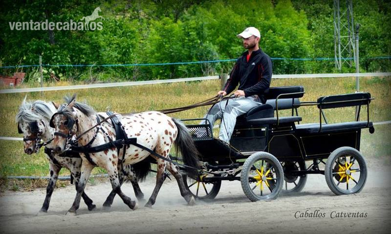 Appaloosa {TYPE}