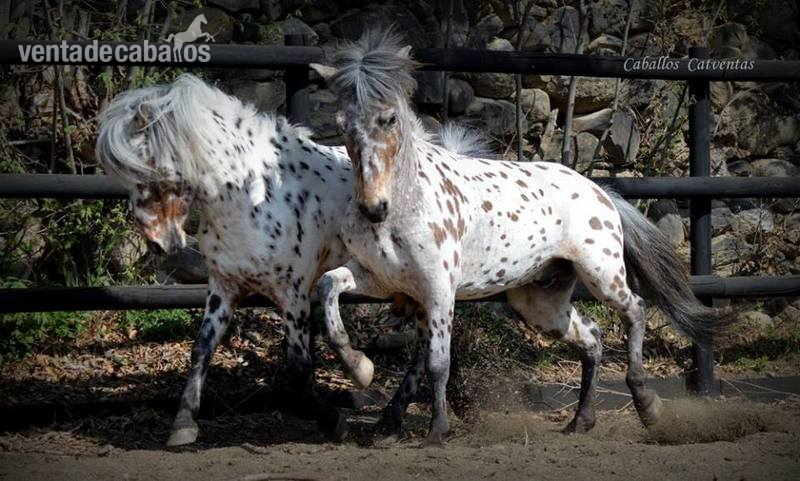 Ponis Pony Club Appaloosa - Vendo tronco de ponys appaloosa 