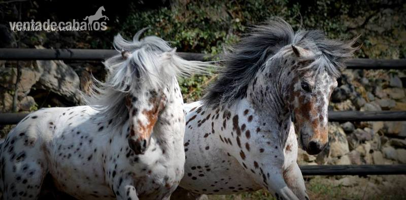 Vendo tronco de ponys appaloosa  - Ponis Pony Club Appaloosa