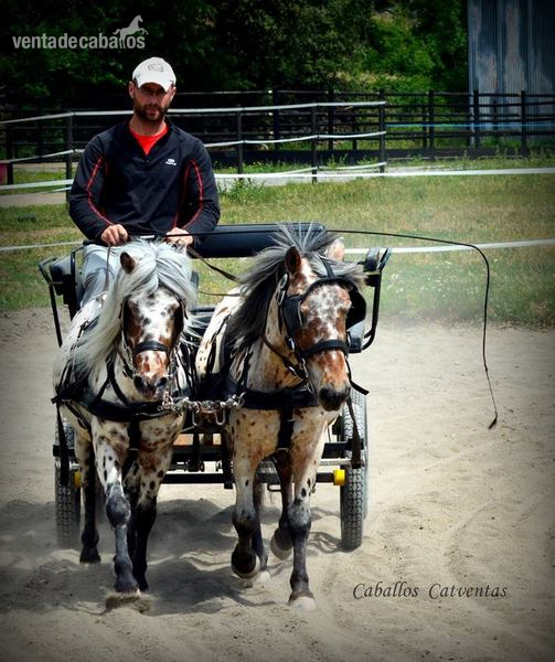 Vendo tronco de ponys appaloosa  - Appaloosa