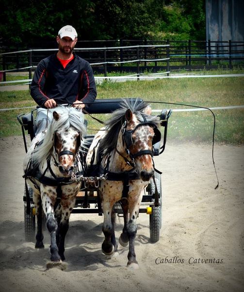 Vendo tronco de ponys appaloosa  - Appaloosa