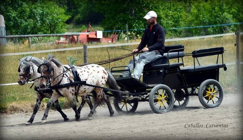 Vendo tronco de ponys appaloosa  - Ponis Pony Club