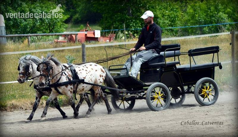 Vendo tronco de ponys appaloosa  - Ponis Pony Club