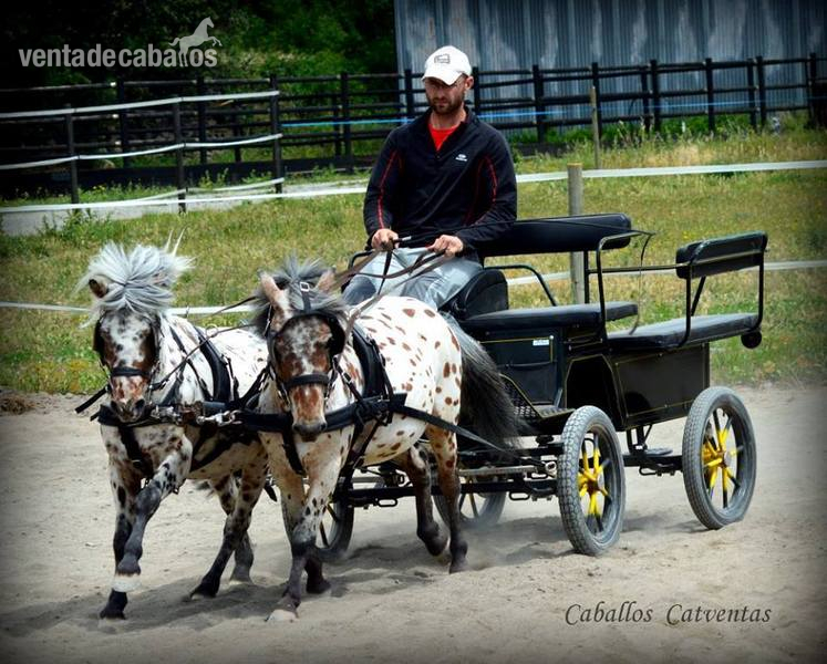 Vendo tronco de ponys appaloosa 