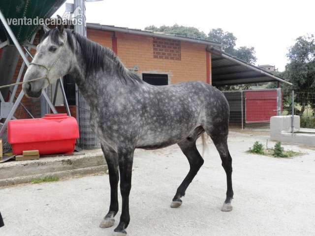 EXCELENTE CABALLO PRE in 