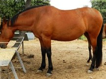 EXCELENTE CABALLO PRE