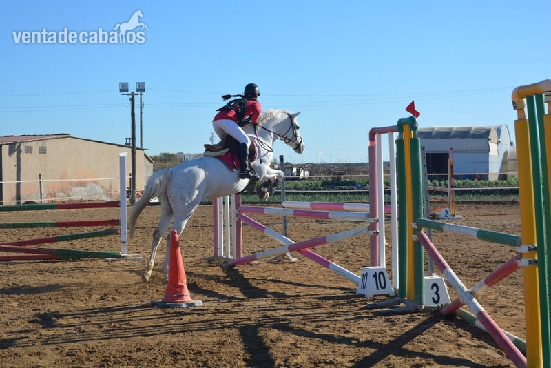 VENDO PONI D in 