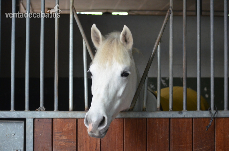 VENDO PONI D - Yeguas Connemara y Arabe