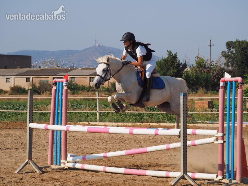 VENDO PONI D - Connemara y Arabe