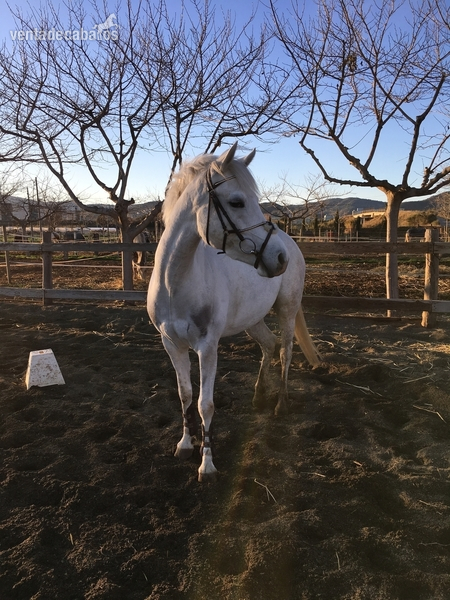 VENDO PONI D