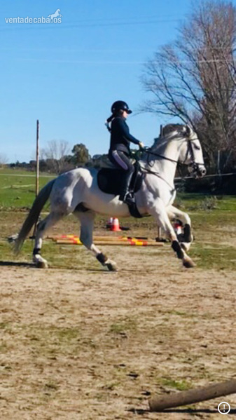 Vendo Caballo PRE in 