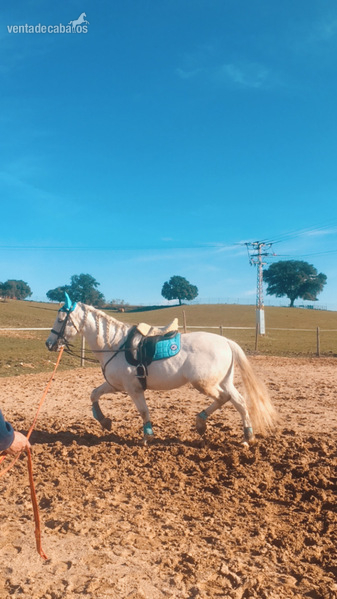 PRE (pura raza español) {TYPE}