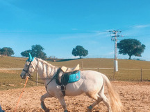 Vendo Caballo PRE