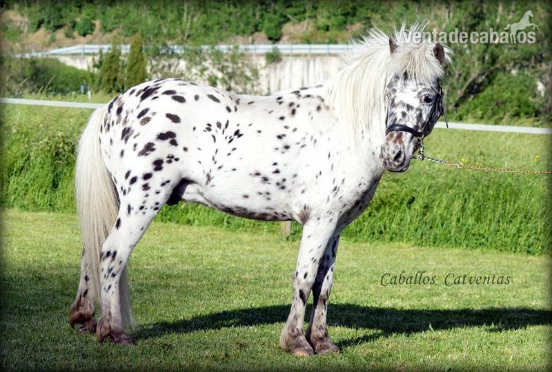 Shetland appaloosa en venta ! in 