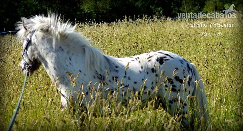 Poni Shetland 