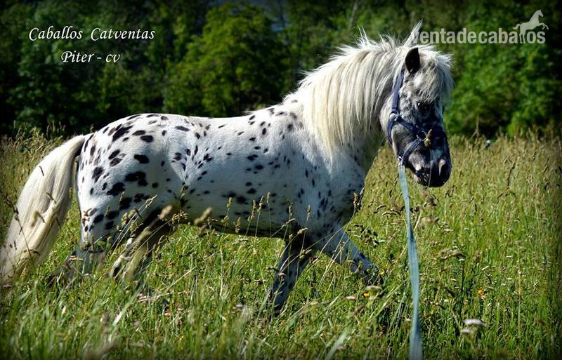 Poni Shetland  {TYPE}