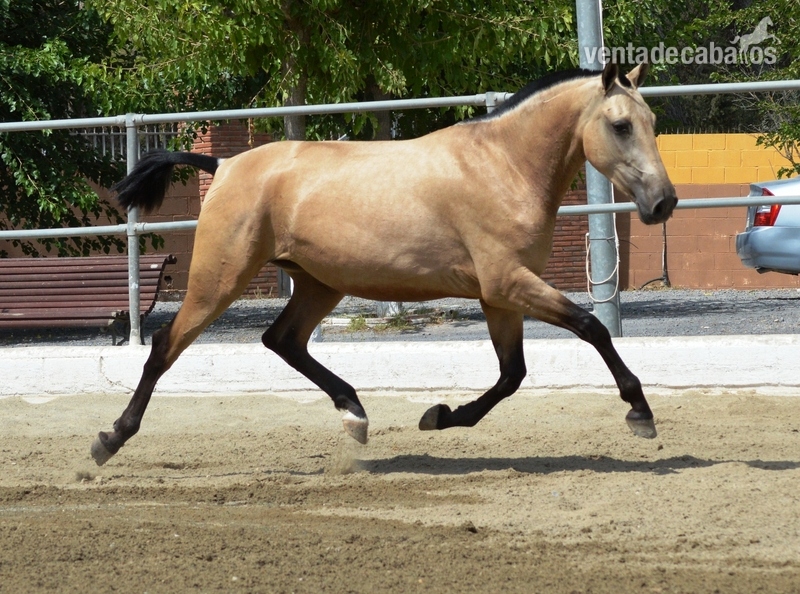 Potros y potras PRE de capas diluidas.  - Caballos Pura Raza Española (P.R.E.) in 