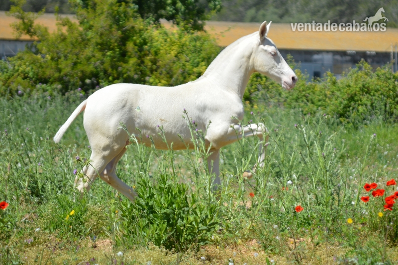 Caballos Pura Raza Española (P.R.E.) - Potros y potras PRE de capas diluidas.  in 