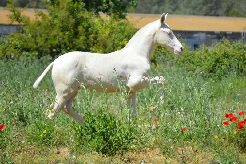 Caballos Pura Raza Española (P.R.E.) - Potros y potras PRE de capas diluidas.  in 