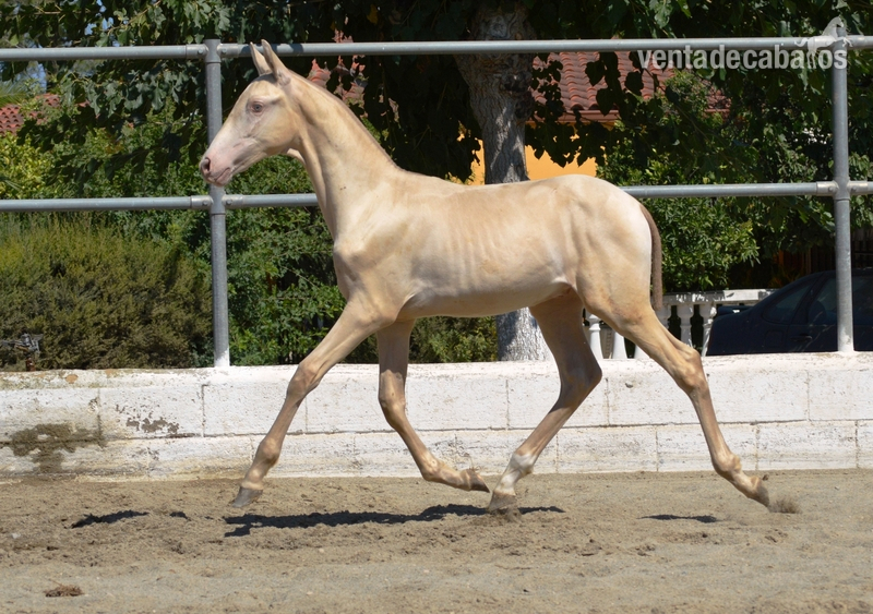 Caballos Pura Raza Española (P.R.E.) PRE  - Potros y potras PRE de capas diluidas. 