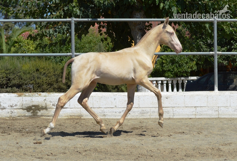 Potros y potras PRE de capas diluidas.  - Caballos Pura Raza Española (P.R.E.) PRE 