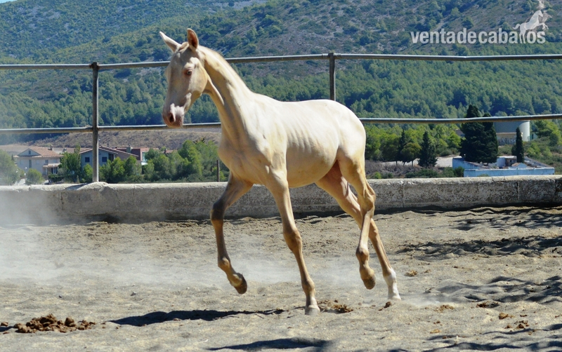 Potros y potras PRE de capas diluidas.  - Caballos Pura Raza Española (P.R.E.)