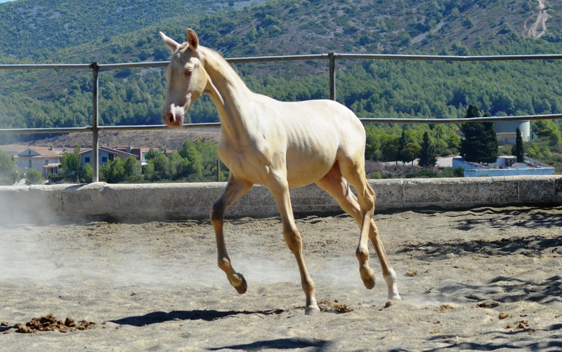 Potros y potras PRE de capas diluidas.  - Caballos Pura Raza Española (P.R.E.)