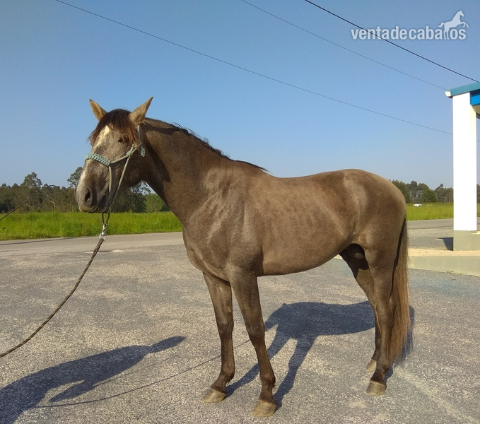 Caballos Pura Raza Española (P.R.E.) Pura Raza Española - APOLO RB, potro P.R.E nieto de oleaje