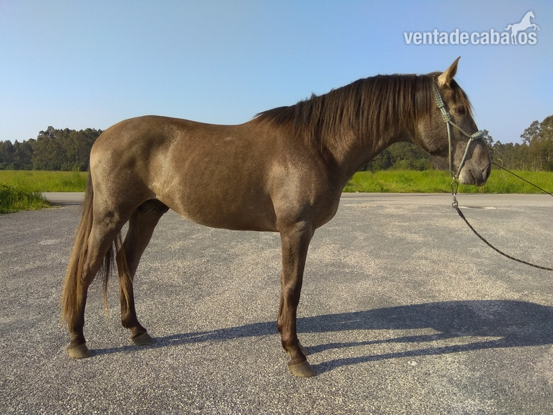 APOLO RB, potro P.R.E nieto de oleaje - Caballos Pura Raza Española (P.R.E.) Pura Raza Española