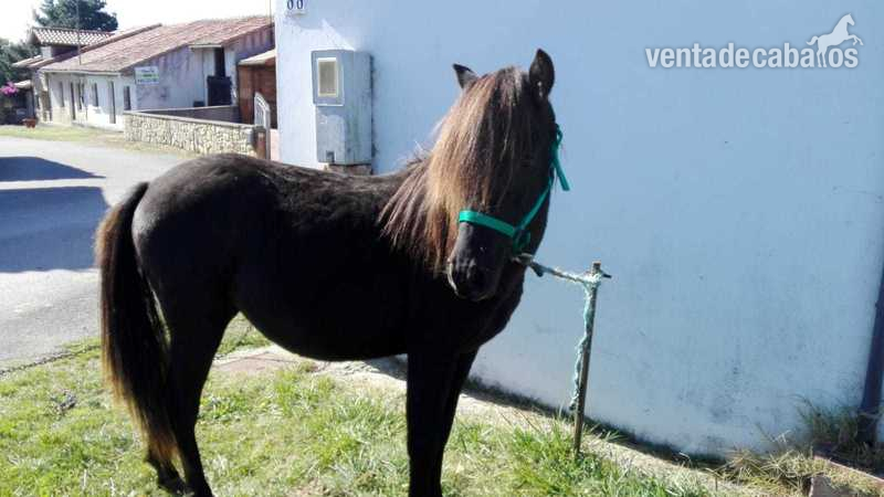 Caballos Enteros Asturcon - Vendo potro Asturcon