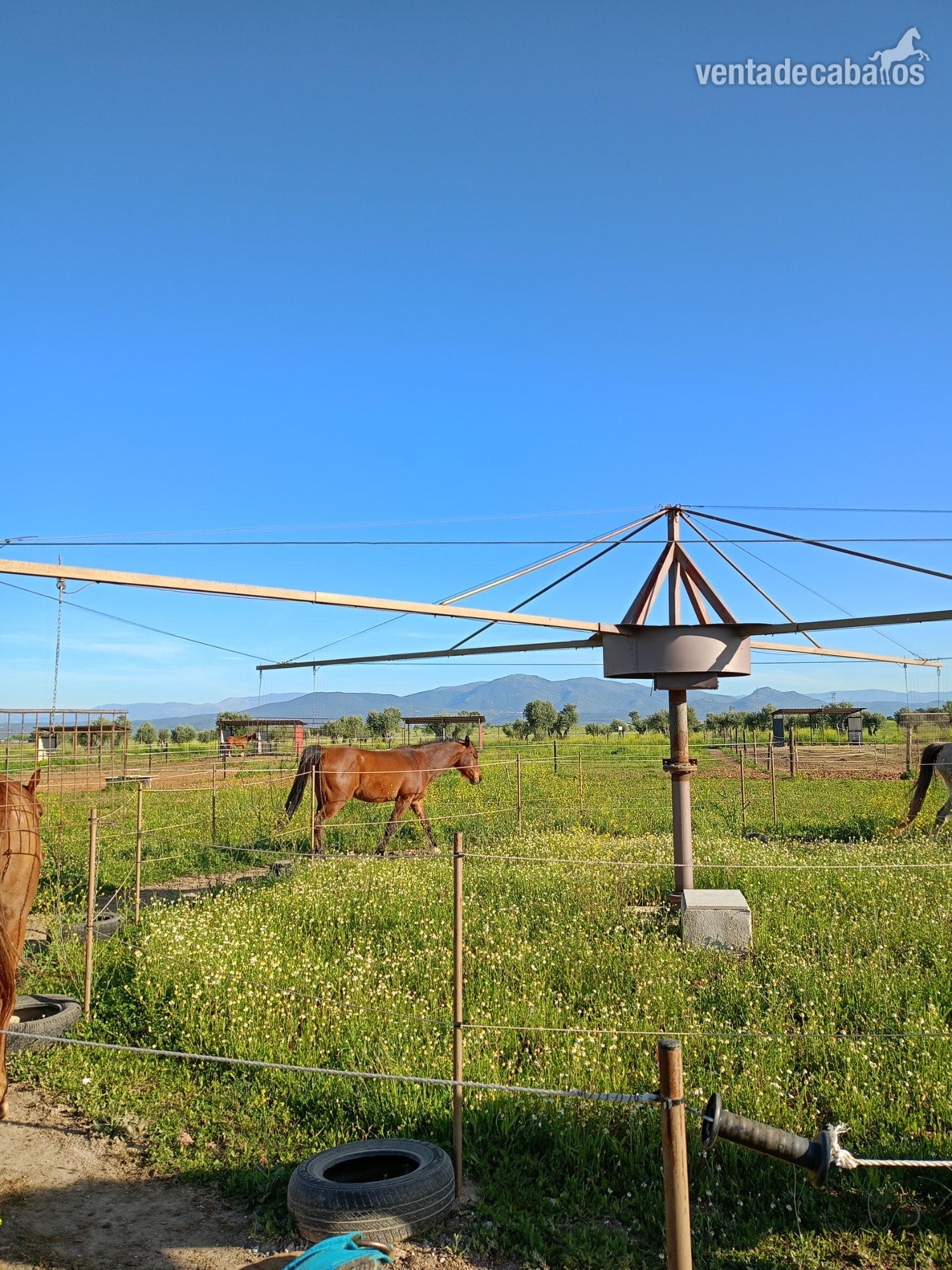 Caballo árabe castrado in 