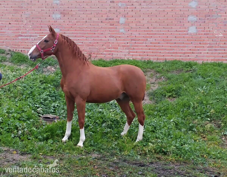 alazan cuatralbo careto  in 