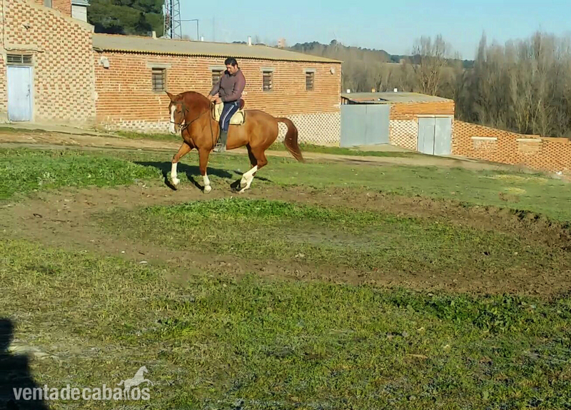 Caballo de Deporte Español (CDE)