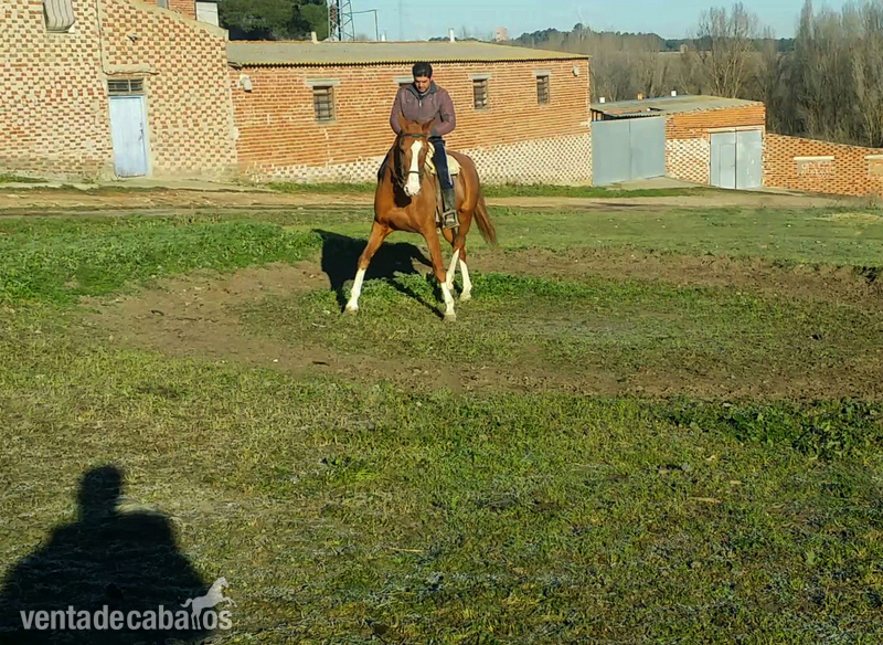 Caballo de Deporte Español (CDE) {TYPE}