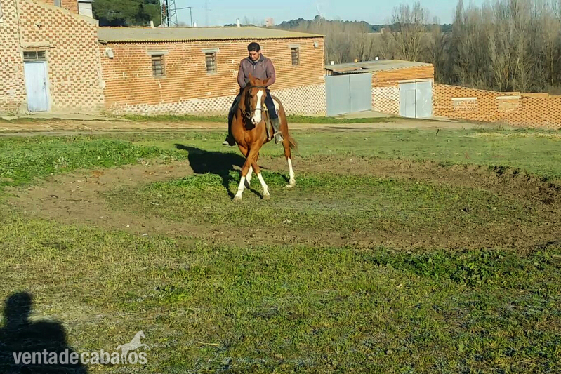 Caballos Pura Raza Española (P.R.E.) Caballo de Deporte Español (CDE) - alazan cuatralbo careto 