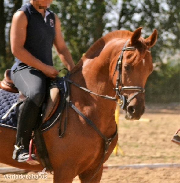 Caballo Arabe Puro in 