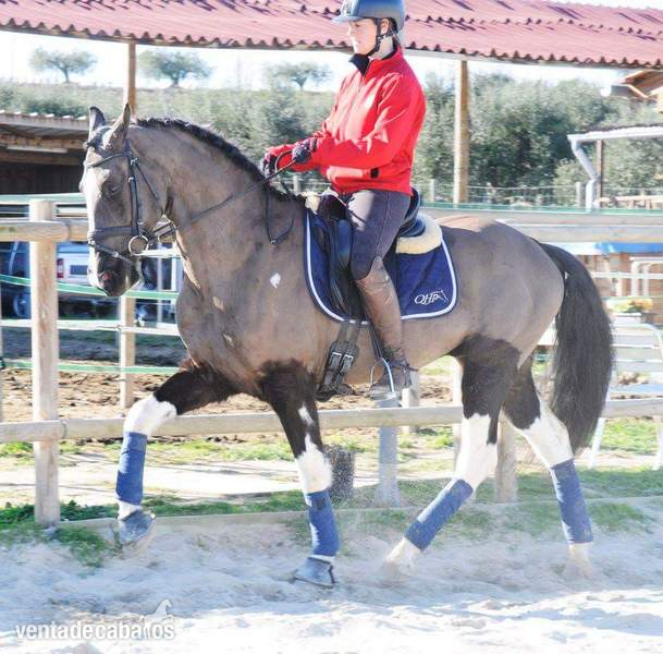 Espectacular caballo joven para el deporte!  in 