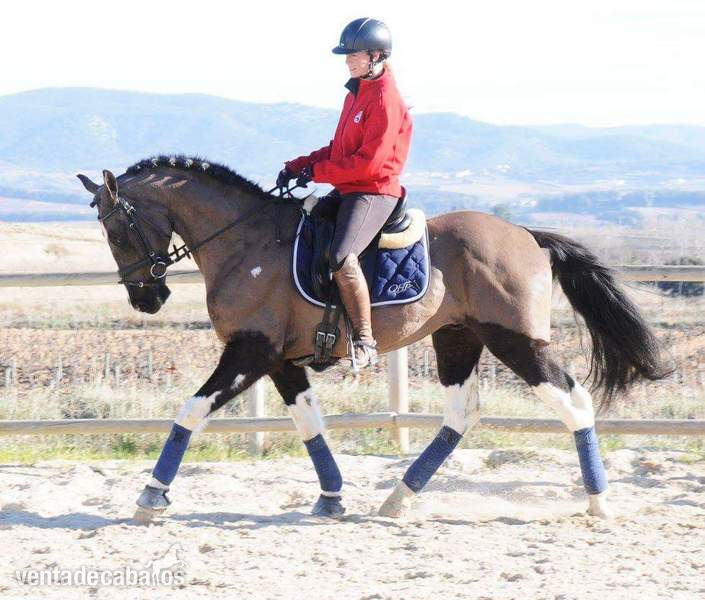 Cruzado {TYPE}