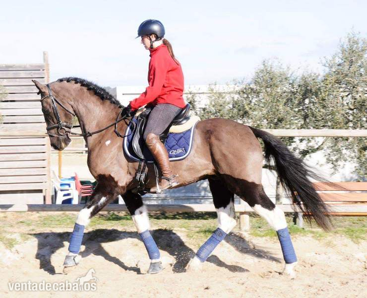 Caballos Capados Cruzado - Espectacular caballo joven para el deporte! 