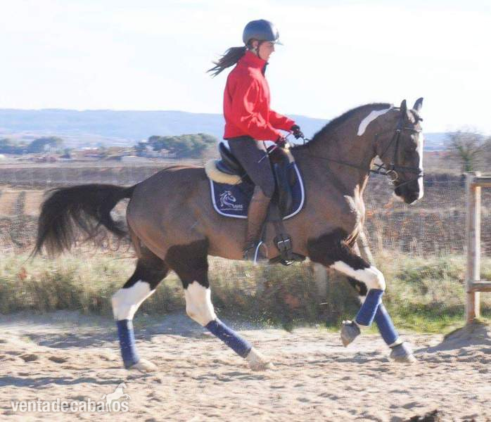 Espectacular caballo joven para el deporte!  - Caballos Capados Cruzado