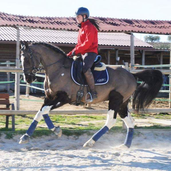 Espectacular caballo joven para el deporte!  - Caballos Capados