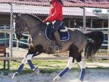 Espectacular caballo joven para el deporte!