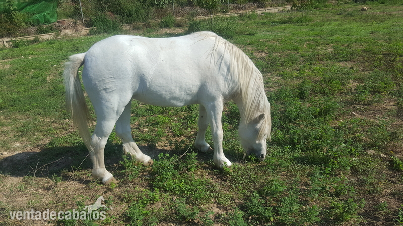 Poni Welsh