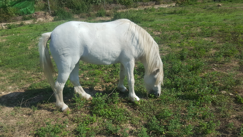 Poni Welsh